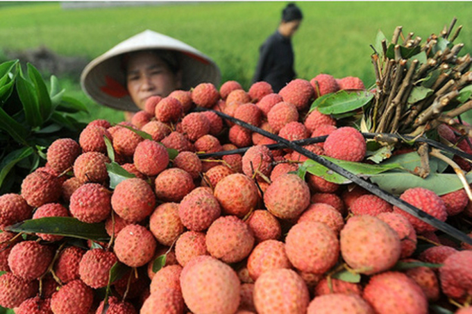Des fruits vietnamiens appréciés au Japon
